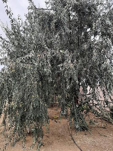iyde agaci: Salam.Əlairişirin iydə ağacları.Öz bağımdan.Ünvan Bilgəh.1ədəd 15 — 6