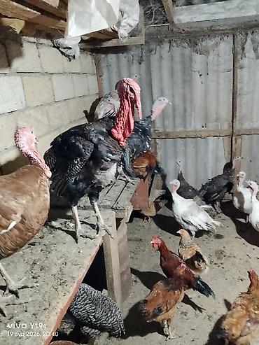 eşey satışı: Erkək, Damazlıq, Ünvandan götürmə, Ödənişli çatdırılma — 7
