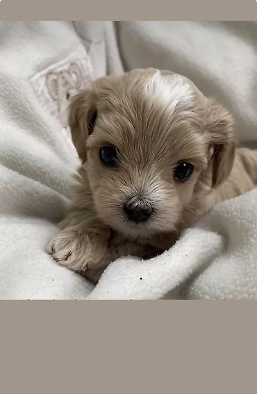 İtlər: Pudel, 2 ay, Erkek, Ödənişli çatdırılma -da lalafo.az — 5 İtlər: Pudel, 2 ay, Erkek, Ödənişli çatdırılma — 5