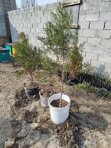 Ель: Голубой ел көчөттөрү . 600 шт даяр горошокто . 350 сомдон . баарын at lalafo.kg — 7 Ель: Голубой ел көчөттөрү . 600 шт даяр горошокто . 350 сомдон . баарын — 7