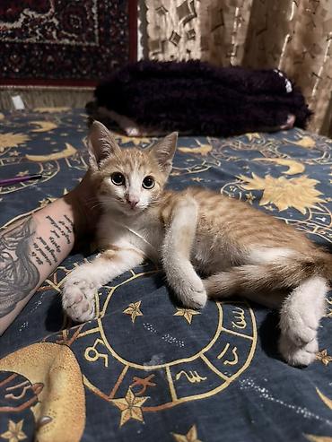 Мышыктар: КОТЁНОК МАЛЬЧИК 2,5 МЕСЯЦА. Милый рыжебелый котёнок с короткой — 1
