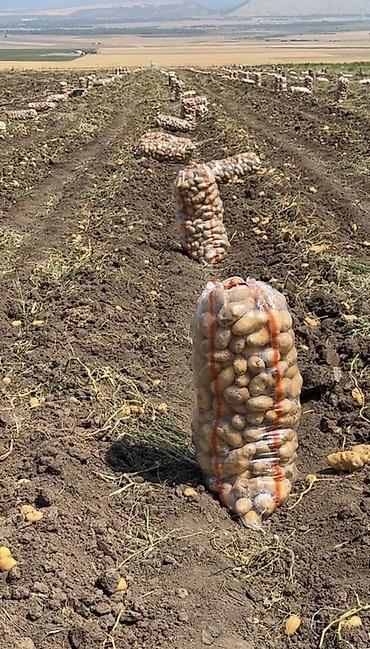 купить самовар в баку: 🥔 Topdan kartof satılır! Qiymət barədə zəng və ya mesaj yazın — 1