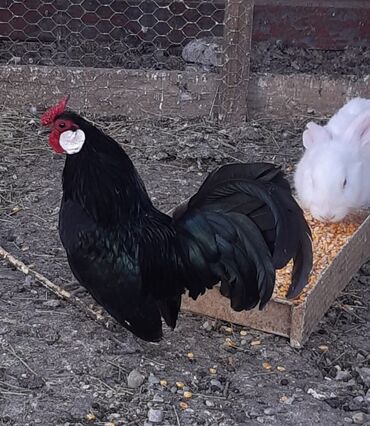 Куры, петухи: Продаю | Куры, Петух — 28