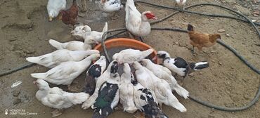 Ördəklər: Məhsul: Muskovi (Hind) ördəkləri – müxtəlif rənglərdə sürü Təsvir: - — 5