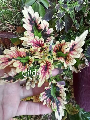 Алоказии: Открыта продажа сортовых КОЛЕУСОВ. цена за срез 100 сом.В коллекции — 7