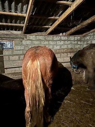 Лошади, кони: Продаю | Кобыла (самка), Конь (самец), Жеребенок | Полукровка | На забой, Для разведения, Для молока — 22