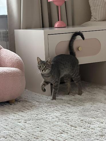 Отдам даром кошку: Отдаем кошечку в добрые руки, стерилизованна, лоток хорошо знает — 3