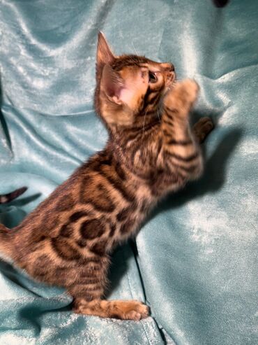 Продажа кошек: Бенгальская, 3 месяца, Девочка, Шоколадный, С документами, Приучена к лотку, Проглистована — 11