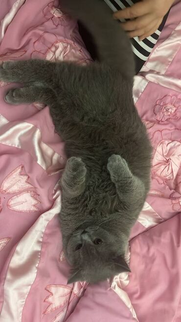 Pişiklər: Şotland, Erkək — 15