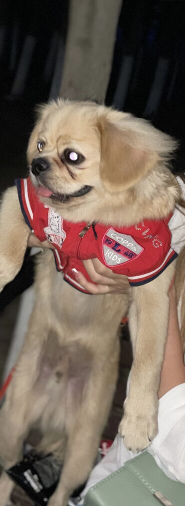 İtlər: Pekines, 10 ay, Erkek, Peyvəndli, Ünvandan götürmə lalafo.az -da İtlər: Pekines, 10 ay, Erkek, Peyvəndli, Ünvandan götürmə
