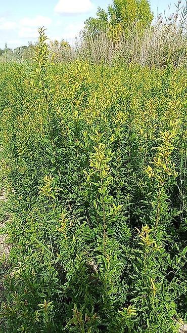 kok saplar: Nar tingləri və məhsuldar nar sortu - Məhsul: Nar tingləri (bağ və — 1