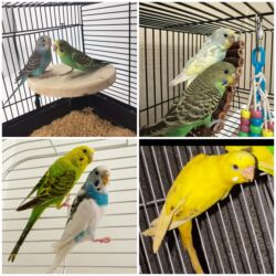 кане корсо в баку: 5 dene valnistiy papuqay 75 manat Qefes+ Yem qabi+ su qabi hamisi