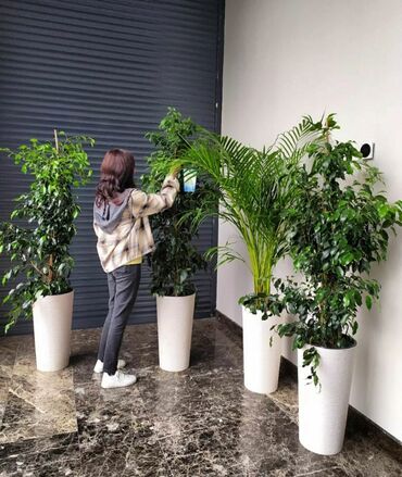 Комнатные растения: Предлагаем услуги озеленения комнатными растениями для коммерческих