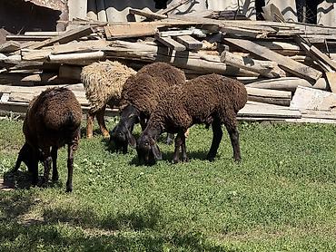 Баран, овца: Продаю | Баран (самец) at lalafo.kg — 22 Баран, овца: Продаю | Баран (самец) — 22