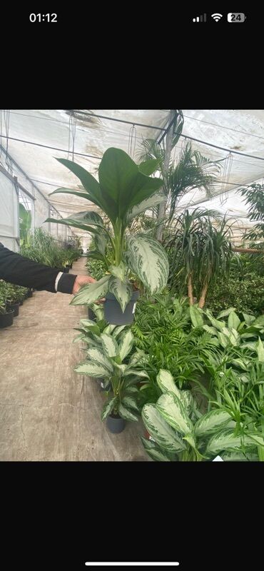 phal. zebrina × sib: Aglaonema (Çin həmişəyaşılı) – dekorativ yarpaqlı otaq bitkisi - Növ