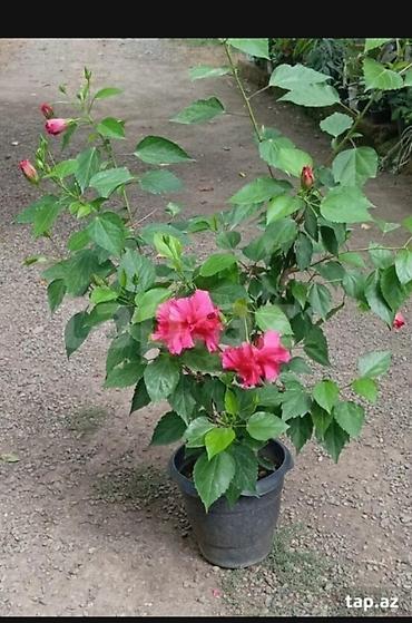 kala: Qırmızı hibiskus (Çin qızılgülü) – dibçək bitkisi - Növ: Hibiscus — 3