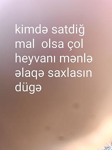Dana, buzov: Axtarıram: çöl heyvanı (dücə/düvə). Satışda olan malı barədə məlumat — 1