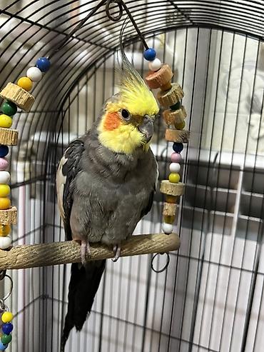 korella qus: Nimfa (Cockatiel) tutuquşu - Növ: Nimfa (Nymphicus hollandicus) – — 3