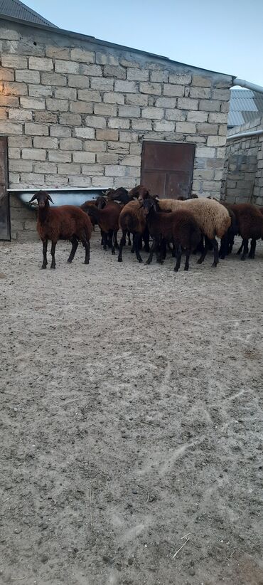 qurbanliq quzu: 14 quzu 3 qoyun satilir