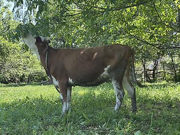 Коровы, быки: Продаю | Корова (самка) | Для молока | Привязанные — 8
