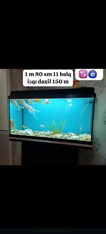 Akvaryum seti - Ölçü: 1 m 80 sm uzunluq - Daxildir: 11 ədəd balıq - lalafo.az -da Akvaryum seti - Ölçü: 1 m 80 sm uzunluq - Daxildir: 11 ədəd balıq -