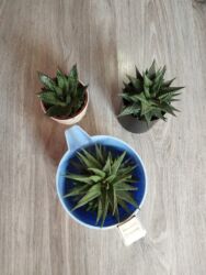 lancar bitkisi: Məhsul: Sukulentlər (Haworthia/Gasteria tipli ətirşahvari növlər)