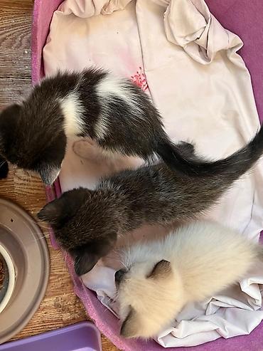 красивые кошки: Котята-черепашки и бело-черные малыши - Окрас: черно-белый (с — 10