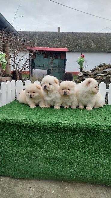 Psi: Chow chow-cau cau! stenad najlepsi poklon deci otac m- lav chsrb 3x — 3