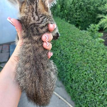 Мышыктар: Полосатый котёнок (окрас tabby) с крупными выразительными глазами и — 7