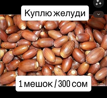 из дубая: Куплю желуди. Цена: 150 с за мешок. Подойдут свежие, целые, без — 1