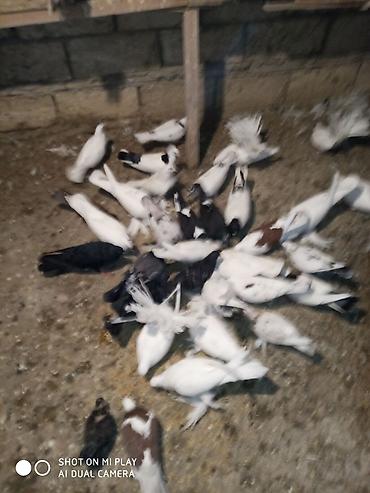 ucan: Göyərçinlər satılır sadə uçan quşlardı paqonular var cütü 10 man 15 — 2