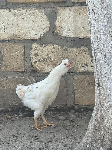Toyuqlar: Toyuq, Yumurtalıq — 6
