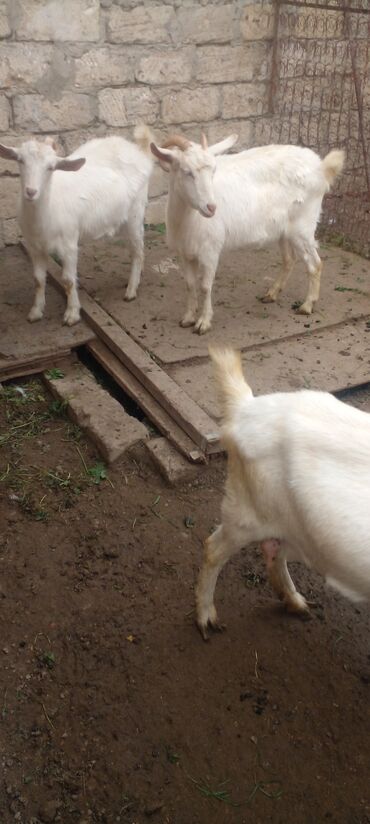 Keçi, çəpiş: Məhsul: Ağ rəngli oğlaqlar (bir neçəsi buynuzlu) - Cins: Yerli ağ keçi — 1