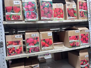 Садовые цветы и кустарники: Луковицы цветка: Лилейники — 11