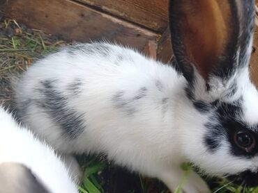 Продам с/х животных: Прадаются крольчата им по 3 месяца