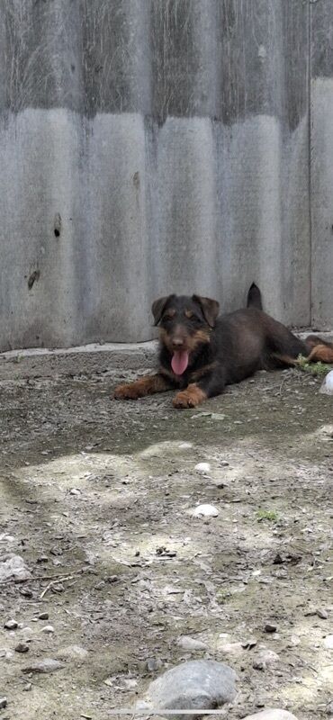 йоркширский терьер сколько стоит: Ягдтерьер, 3 месяца, Самец, С прививкой