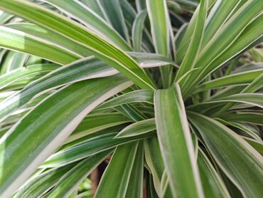 kale u saksiji: Chlorophytum, velika biljka u saksiji