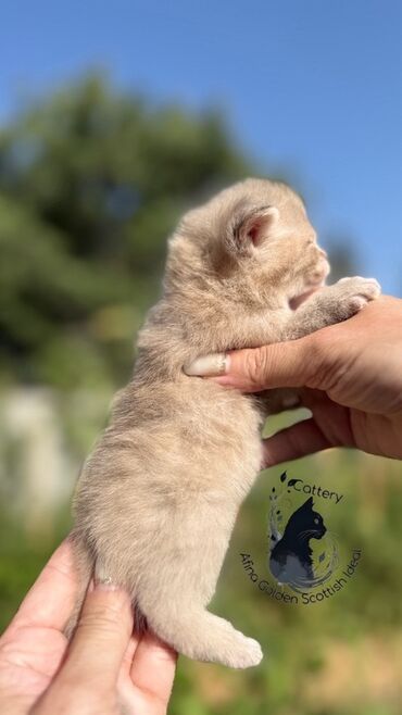 хочу купить кошку: Шикарные плюшевые Британские Чистопородные котята на бронь🥰🧿🪬 Девочка