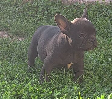 Psi: Prelepi štenci francuskog buldoga na prodaju. Očišćeni od parazita i na lalafo.rs — 3 Psi: Prelepi štenci francuskog buldoga na prodaju. Očišćeni od parazita i — 3