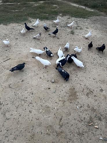 sarı quş: Salam tutulma quslar tek tekde satılır qıymet. Ferqlı olacaq optavoy 4 — 5