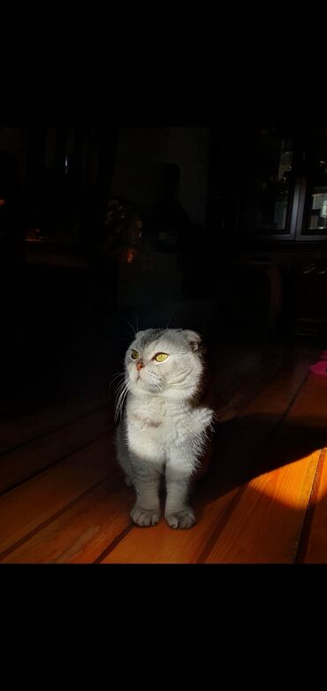 Pişiklər: Şinşilla, Erkək, Cütləşmə üçün — 4