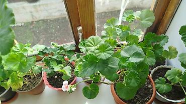 Герани и пеларгонии: Сортовой герандар сатылат. Баасы келишим турдо 300 сомдон жогору. - — 4