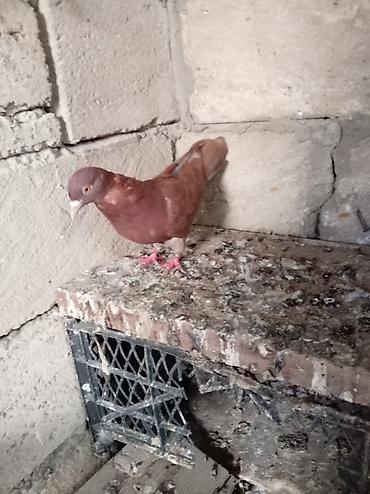 göyərçin şəkli: Salam Aleykum Quşdar satılır sağlam heyvanlardı hopdum satılır 15m ağ — 5