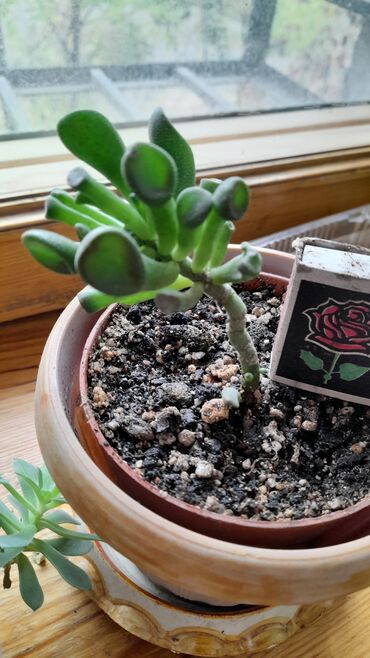 жибек жолу фучика: Суккуленты, эксклюзивные: остался только этот - " ушко Трека"