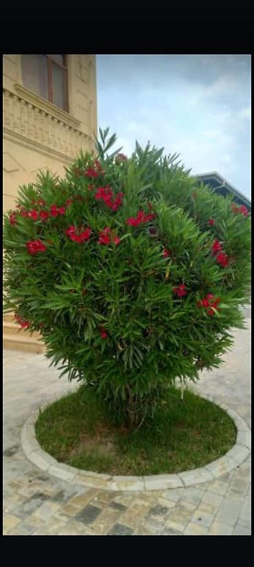 Tinglər: Salam isdenilen nov meyve tinglerini ve dekorativ aqaclari tam orjinal — 17