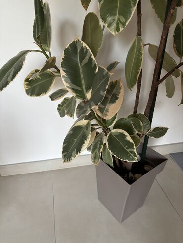 Knjige i stripovi: Dve novogodisnje zvucne knjigice za decu,jedna je 800dinara,knjigici na lalafo.rs — 19 Knjige i stripovi: Dve novogodisnje zvucne knjigice za decu,jedna je 800dinara,knjigici — 19