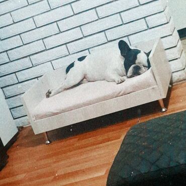 Psi: Mužjak francuskog buldoga dostupan za PARENJE Star 6 godina ima 5 — 5