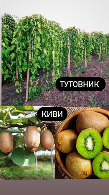 шпалера для яблони купить: Саженцы Самовывоз, Бесплатная доставка, Платная доставка