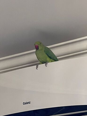 Tutuquşları: Ojerelya Arjelya Ajarelya Ojeralya Tutuquşu Yaşıl Pakıstan Tutuquşu — 11