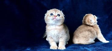 Продажа кошек: Скотиш Фолд (Шотландская вислоухая), 2 месяца, Девочка, Золотая шиншилла — 16